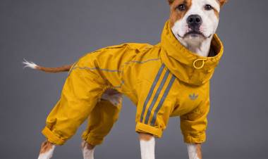 Glamour canino: Adidas y la tendencia de vestir a las mascotas