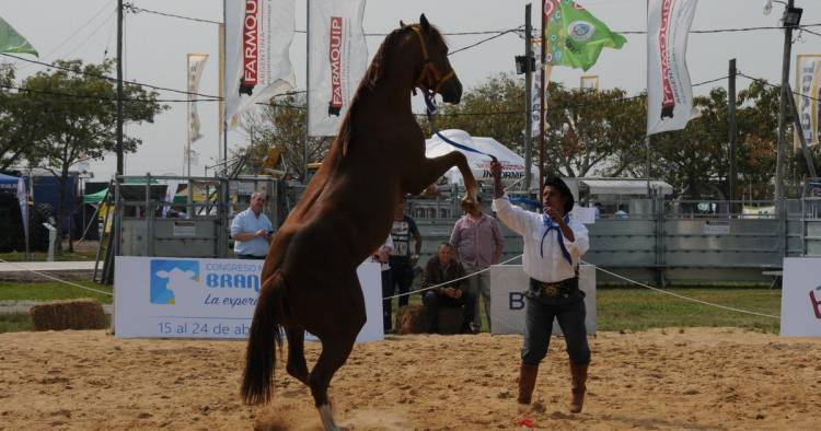 EXPOAGRO EN CORRIENTES: LOS CABALLOS, UNA DE LAS GRANDES ATRACCIONES