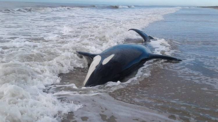 BUENOS AIRES: HAY 7 ORCAS ENCALLADAS EN MAR CHIQUITA