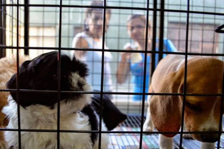 PROHIBIRÁN LA EXHIBICIÓN Y VENTA DE ANIMALES EN SALTA 
