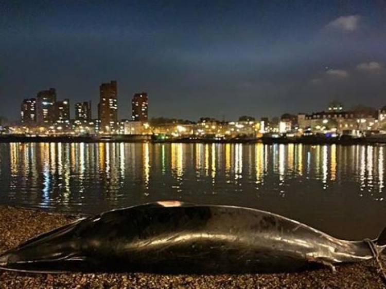 LONDRES: APARECIÓ UNA BALLENA MUERTA EN LA ORILLA DEL TÁMESIS
