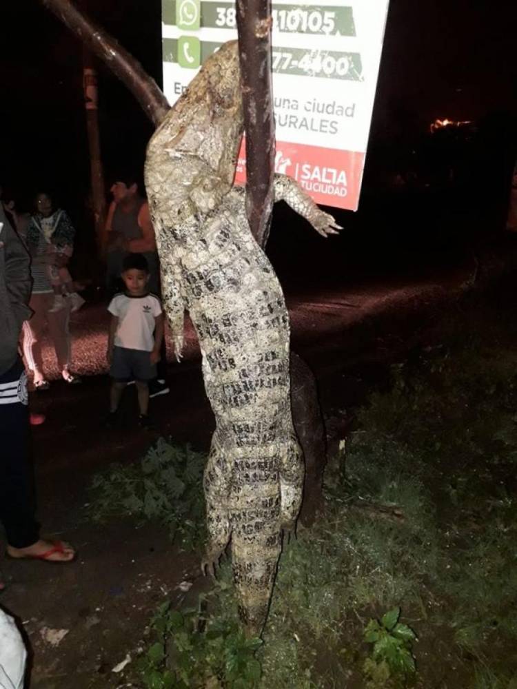 ENCONTRARON UN ENORME YACARÉ EN SALTA