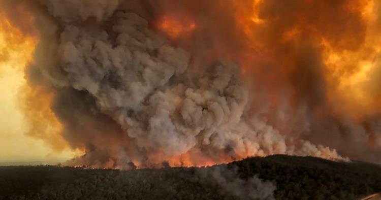 EN AUSTRALIA MURIERON MÁS DE MIL MILLONES DE ANIMALES POR LOS INCENDIOS