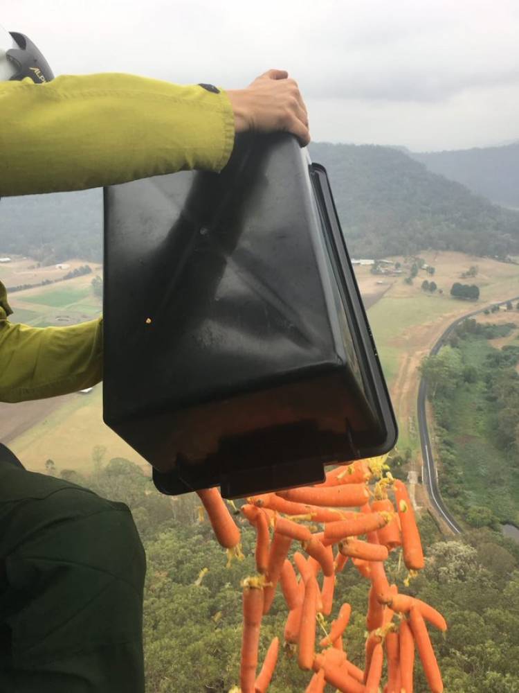 AUSTRALIA: LANZAN MÁS DE 2 TONELADAS DE HORTALIZAS PARA ALIMENTAR A LOS ANIMALES  SOBREVIVIENTES DE LOS INCENDIOS 