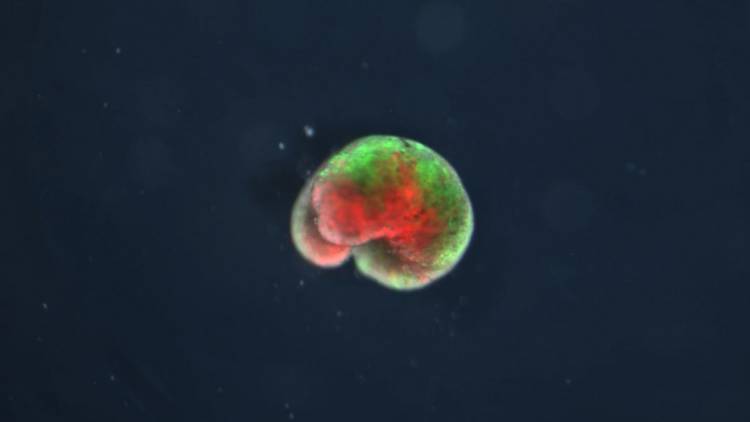 LA ERA DE LOS ROBOTS "VIVOS" LLEGÓ 