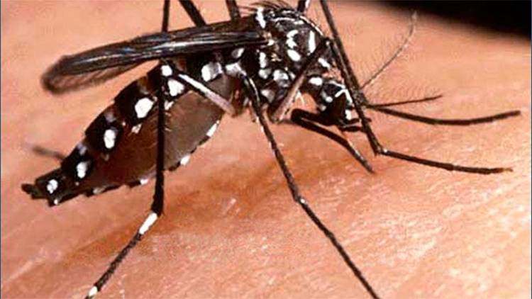 EN LA CIUDAD DE SANTA FE SE CONFIRMÓ EL PRIMER CASO DE DENGUE, ES EL SEGUNDO EN LA PROVINCIA