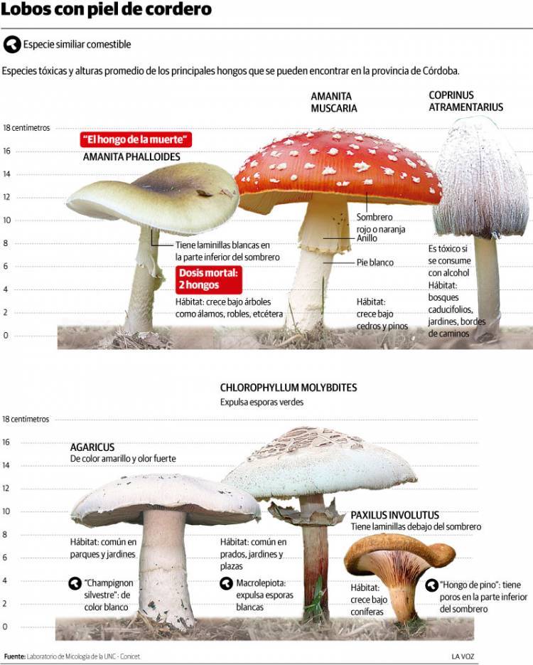 CÓRDOBA: UN HOMBRE MURIÓ POR CONSUMIR EL "HONGO DE LA MUERTE"