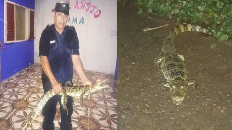 EN SALTA LA POLICÍA CAPTURÓ A DOS YACARÉS