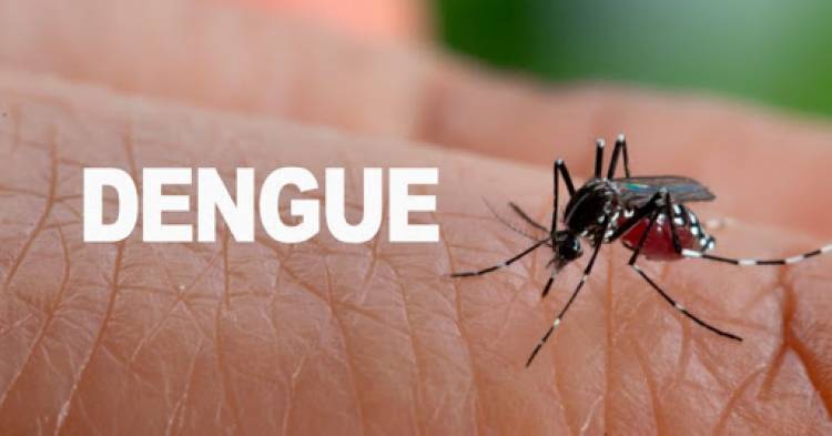 YA SON 77 CASOS DE DENGUE EN SALTA