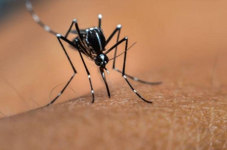 EN VILLA MERCEDES, DETECTAN UN NUEVO CASO DE DENGUE IMPORTADO EN LA PROVINCIA DE SAN LUIS