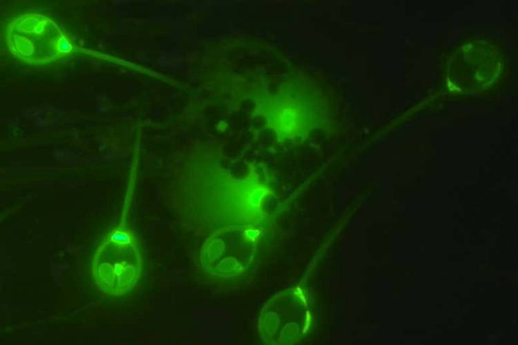 CIENTÍFICOS ISRAELÍES HALLARON EL PRIMER ANIMAL QUE NO NECESITA OXÍGENO PARA VIVIR