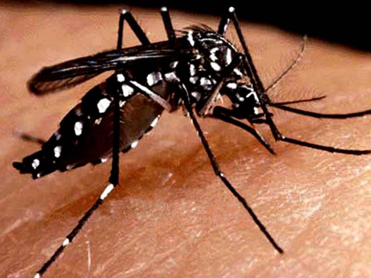 NUEVO CASO DE DENGUE IMPORTADO EN LA PROVINCIA ES DETECTADO EN LA CIUDAD DE SAN LUIS