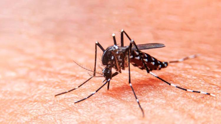 TUCUMÁN: 3167 CASOS DE DENGUE CONFIRMADOS Y UNA NUEVA MUERTE