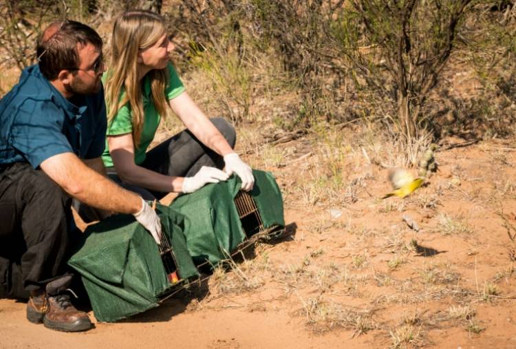 SAN LUIS: MÁS DE 60 ANIMALES VOLVIERON A SU HÁBITAT NATURAL EN LA FLORIDA