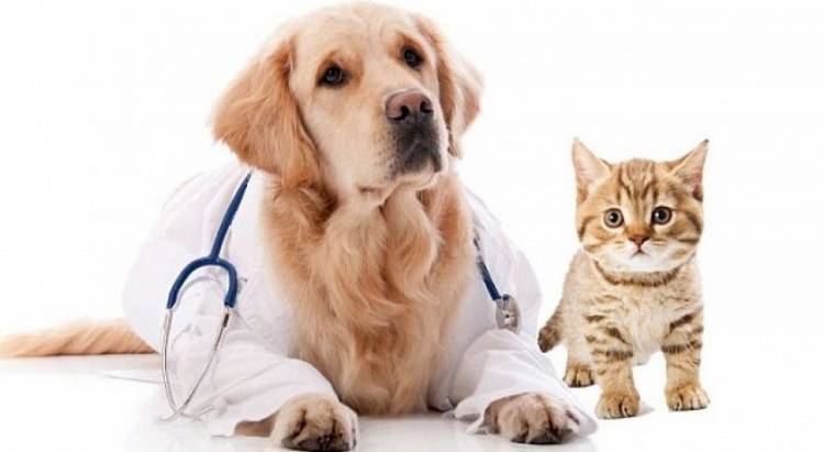 LANZAN UNA CAMPAÑA ANTIRRÁBICA PARA PERROS Y GATOS EN VILLA MERCEDES