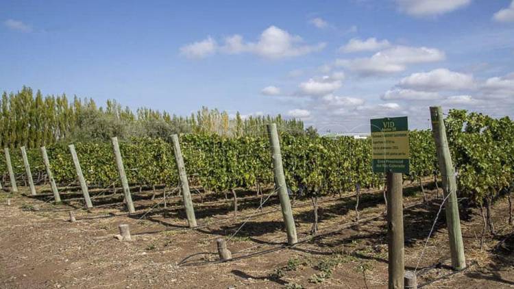 EL TURISMO DEL VINO PARA ATRAER VISITAS TRAS LA PANDEMIA, ES LA PROPUESTA QUE SE BUSCA POTENCIAR EN LA PAMPA