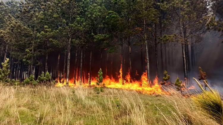INCENDIOS FORESTALES: AÚN PERSISTEN FOCOS ACTIVOS EN SALTA, JUJUY Y CORRIENTES