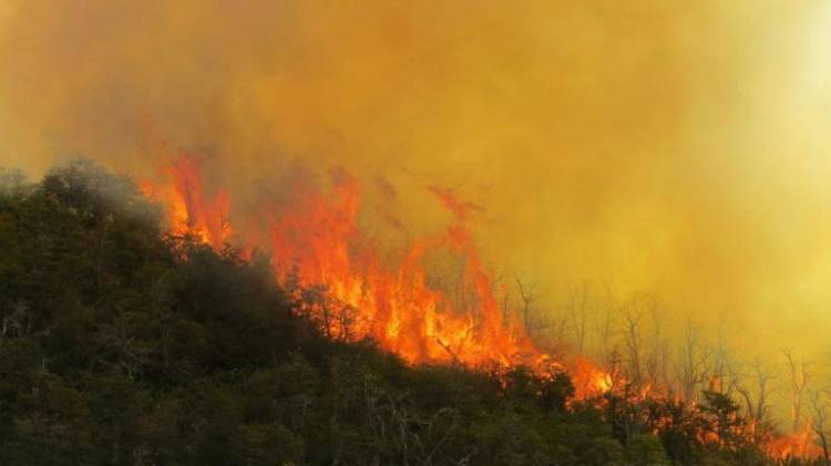 INCENDIOS FORESTALES: NEUQUÉN, LA PAMPA Y RÍO NEGRO SON LAS PROVINCIAS CON FOCOS ACTIVOS