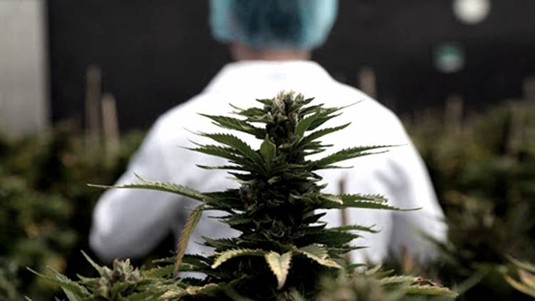 SE ANUNCIÓ QUE SE LOGRÓ UN ACUERDO PÚBLICO-PRIVADO PARA INVESTIGAR Y PRODUCIR CANNABIS MEDICINAL EN EL PAÍS