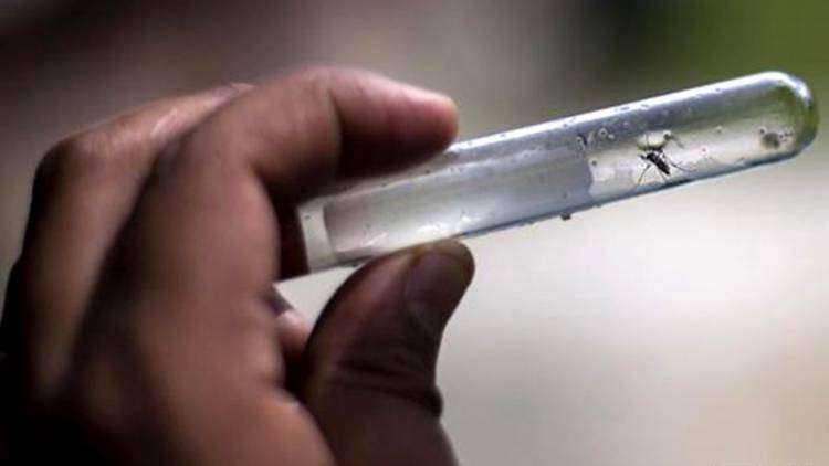 REPORTAN LOS PRIMEROS DOS CASOS IMPORTADOS DE DENGUE EN JUJUY