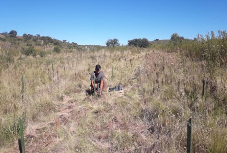 SAN LUIS: PLANTARON 500 ALGARROBOS EN LA RESERVA NATURAL FLOROFAUNISTICA “LA FLORIDA”