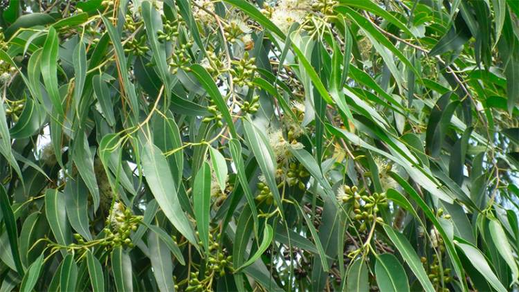 LAS PROPIEDADES MEDICINALES DEL EUCALIPTO ES FUROR EN ALGUNAS PERSONAS QUE USAN SUS HOJAS PARA PREVENIR EL CORONAVIRUS