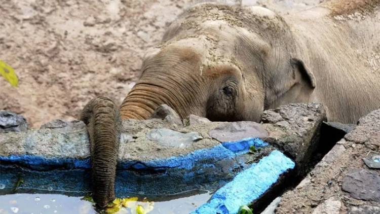 PIDEN QUE TRASLADEN CUATRO ELEFANTES QUE ESTÁN EN MENDOZA A UN SANTUARIO DE ENTRE RÍOS