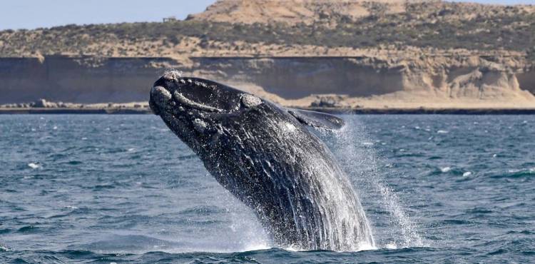 POR EL CORONAVIRUS POSTERGARON EL INICIO DE LA TEMPORADA DE AVISTAJE DE BALLENAS EN PUERTO PIRÁMIDES