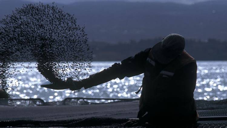 POR LEY, TIERRA DEL FUEGO PROHIBIRÁ LA CRÍA DE SALMONES EN UNA MEDIDA “INÉDITA EN EL MUNDO”