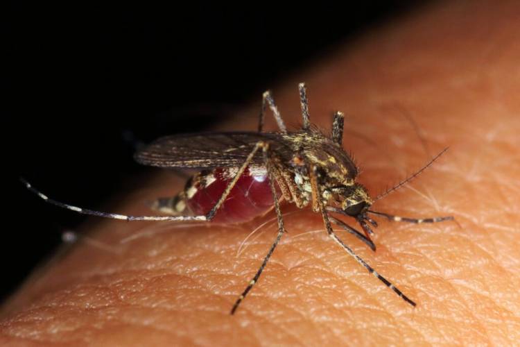 EE.UU.: DETECTARON MOSQUITOS PORTADORES DE UN VIRUS CAPACES DE PARALIZAR A LOS HUMANOS