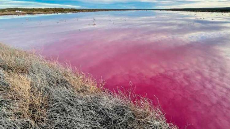 EN CHUBUT UNA LAGUNA SE “TIÑÓ” DE ROSA, DENUNCIAN CONTAMINACIÓN Y HAY MUNICIPIOS ENFRENTADOS