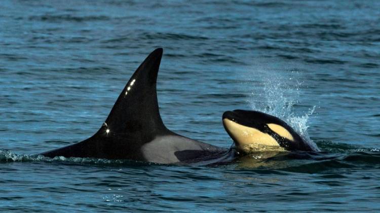 POR PRIMERA VEZ AVISTAN UNA CRÍA DE ORCAS FRENTE A LAS COSTAS DE RÍO NEGRO