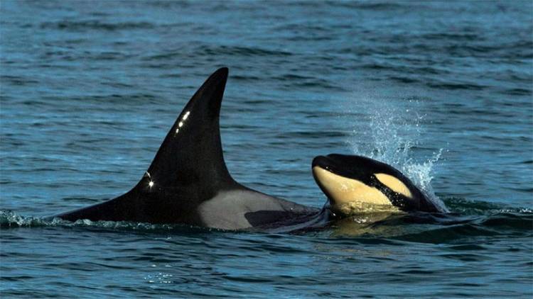 LANZARON LA TEMPORADA DE AVISTAJE DE ORCAS EN CHUBUT