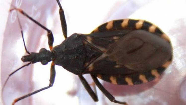 DESPUÉS DE 15 AÑOS DE QUE FUERA SANCIONADA: REGLAMENTARON LA LEY DE CHAGAS