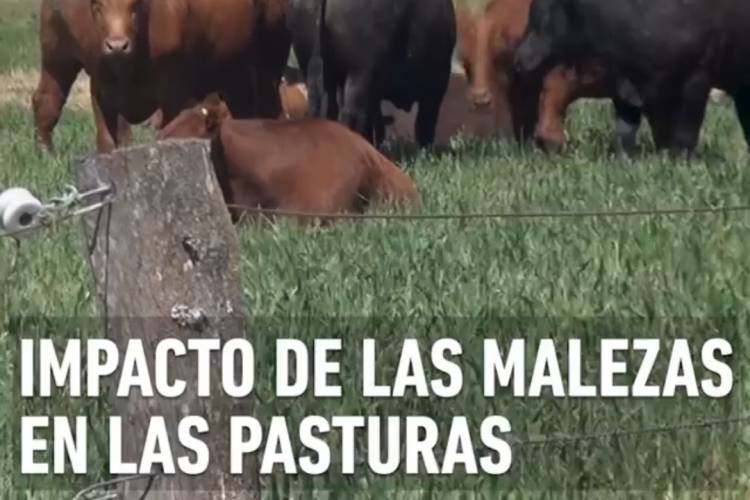 BUENOS AIRES: IMPACTO DE LAS MALEZAS EN LAS PASTURAS