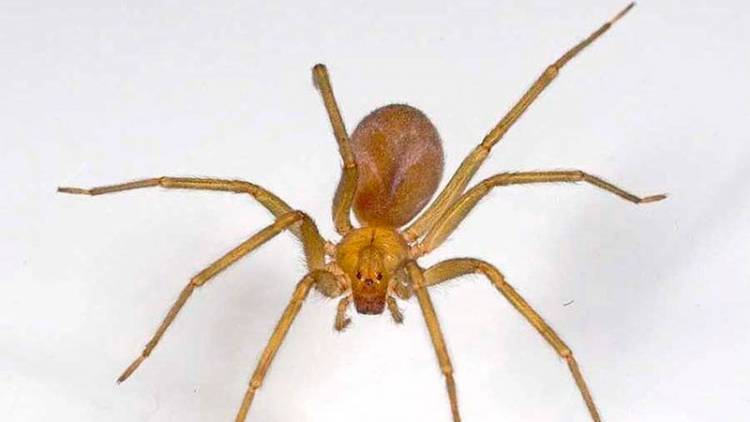 BUENOS AIRES: UNA BEBA DE 18 MESES MURIÓ TRAS SER PICADA POR UNA ARAÑA