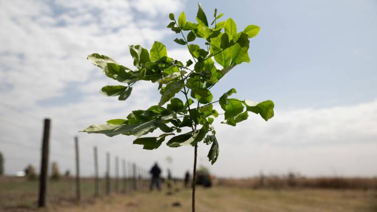 EN SAN LUIS PLANTARON MÁS DE 250 MIL ÁRBOLES PARA MITIGAR LOS EFECTOS DEL CAMBIO CLIMÁTICO