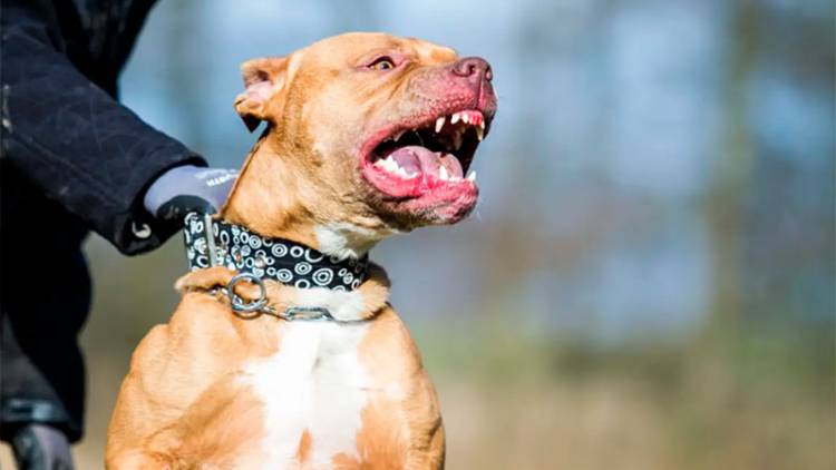 HORROR EN CÓRDOBA: FUE ATACADA POR SU PITBULL Y SUFRIÓ LA AMPUTACIÓN DE UN BRAZO