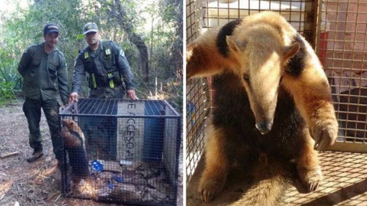 MISIONES: UN OSO MELERO RESCATADO POR GUARDAPARQUES DEL PARQUE PROVINCIAL PIÑALITO SUR FUE LIBERADO