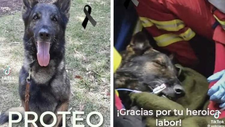 FALLECIÓ “PROTEO”, UNO DE LOS PERROS RESCATISTAS MEXICANOS ENVIADOS A TURQUÍA