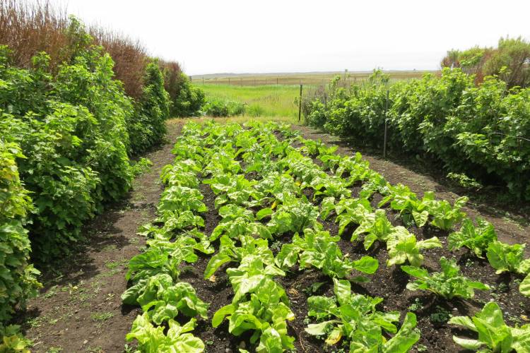 TIERRA DEL FUEGO: INCLUSIÓN A TRAVÉS DE LA HUERTA