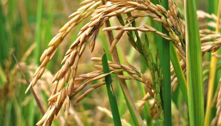 ESTE MES LA TIERRA SABE A ARROZ