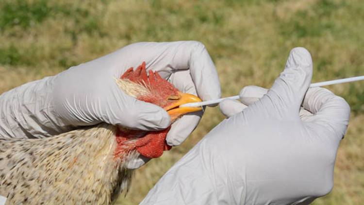 SANIDAD ANIMAL: INFLUENZA AVIAR, ESTRATEGIA REGIONAL