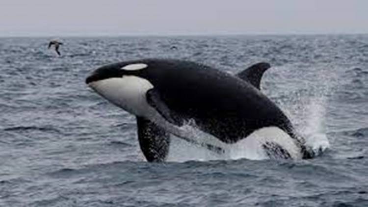 LA SEMANA DE LAS ORCAS COMENZARÁ EL JUEVES EN CHUBUT