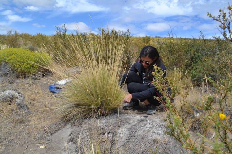 RÍO NEGRO: PLANTAS TÓXICAS QUE AFECTAN AL GANADO