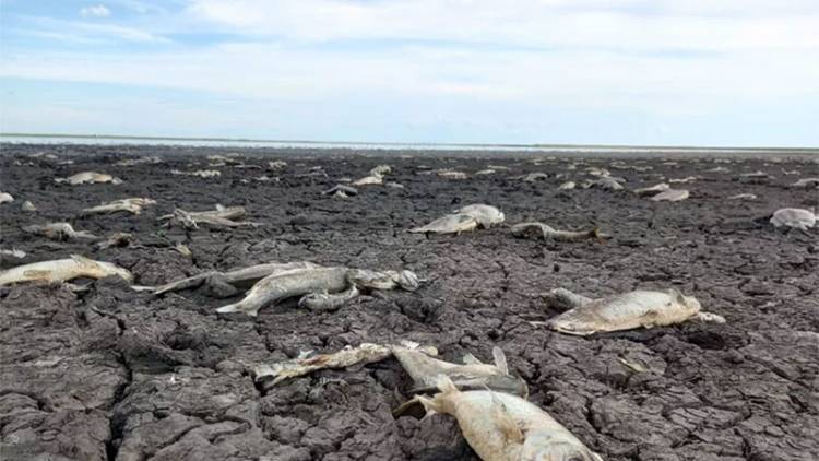 INTA: SE SECARON 34.000 LAGUNAS EN CORRIENTES, LAS DESGARRADORAS SECUELAS QUE DEJÓ LA NIÑA