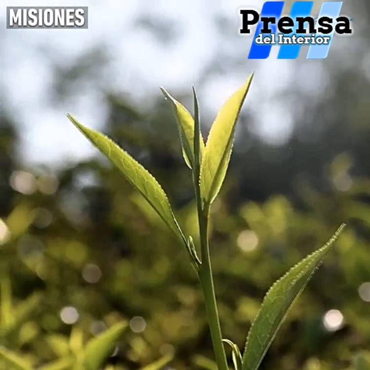 MISIONES: CINCO DÉCADAS DE ESTUDIO DEL TÉ