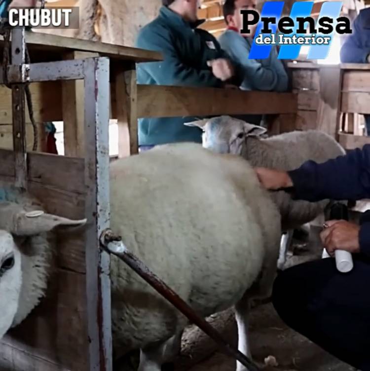 CHUBUT: MEJORA GENÉTICA EN OVINOS