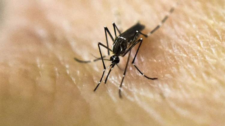 LA PROVINCIA DE SANTA FE CONFIRMÓ 15.000 CASOS DE DENGUE