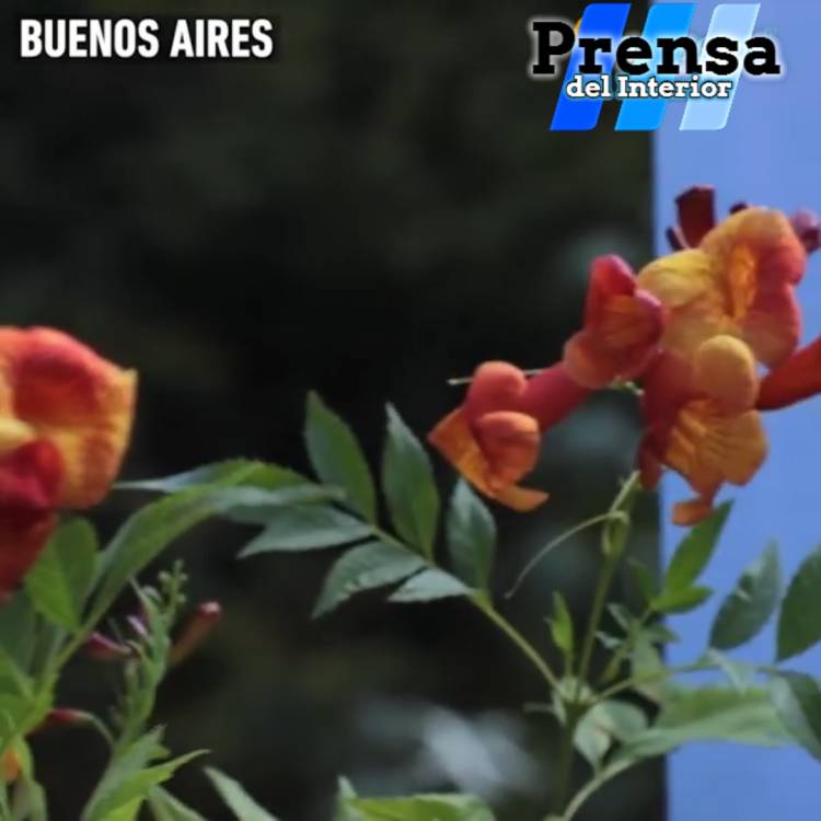 BUENOS AIRES: AVANCES DEL INTA EN FLORICULTURA